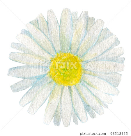 Plant watercolor illustration white gerbera 98518555