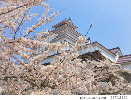 Cherry blossoms in full bloom and Aizuwakamatsu Castle (Tsuruga Castle), Aizuwakamatsu City, Fukushima Prefecture Cherry blossoms in full bloom and Aizuwakamatsu Castle (Tsuruga Castle), Aizuwakamatsu City, Fukushima Prefecture 98518581
