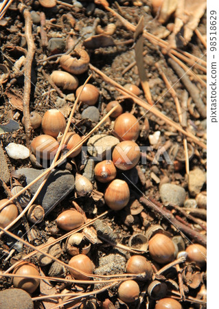地上散落著橡子、松針和樹枝 98518629