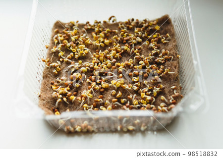 Sprouts on germinated radish seeds bio organic edible harvest after sowing. Health eco gardening, ecology, home business. 98518832