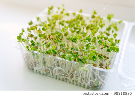 Eco food. Healthy organic food micro greens bio organic edible harvest after sowing. Health ecological gardening, ecology, home business. Eco food. Healthy organic food micro greens bio organic edible harvest after sowing. Health ecological gardening, ecology, home business. 98518880