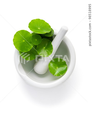 Close up centella asiatica leaves with white mortar isolated on white background top view. 98518995