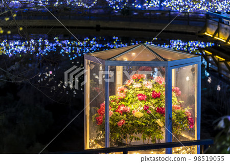 Illuminations at Ashikaga Flower Park Hikari no Hana no Niwa Winter Blooming Buttons Ashikaga City, Tochigi Prefecture Illuminations at Ashikaga Flower Park Hikari no Hana no Niwa Winter Blooming Buttons Ashikaga City, Tochigi Prefecture 98519055