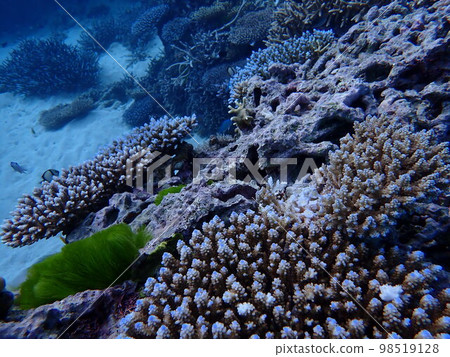 在大堡礁潛水 在大堡礁潛水 98519128