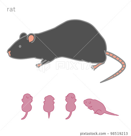 Lactating black rat individual version Lactating black rat individual version 98519213
