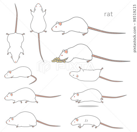 Rat vector illustration set (eating, tilting, fussing, lying down, running, gaining weight, losing weight) Rat vector illustration set (eating, tilting, fussing, lying down, running, gaining weight, losing weight) 98519215