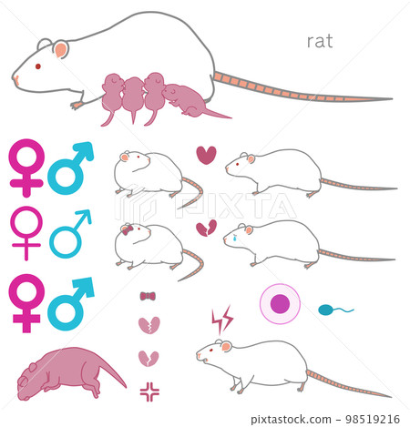 (繁殖、求愛、心碎、好鬥)老鼠矢量圖集 (繁殖、求愛、心碎、好鬥)老鼠矢量圖集 98519216