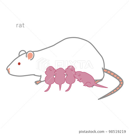 lactating rat 98519219