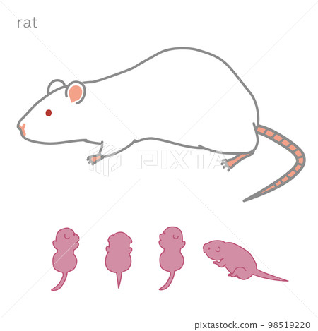 Lactating rat individual version Lactating rat individual version 98519220