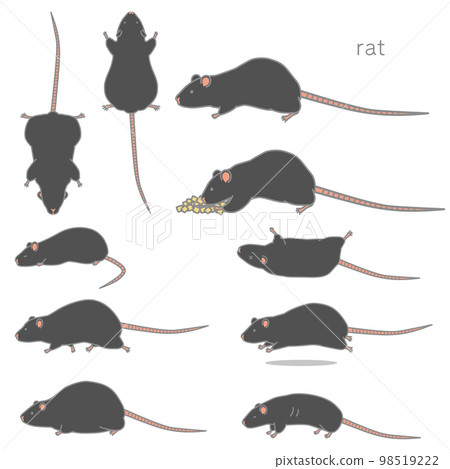 Vector illustration set of black rat (eating, tilting, fussing, lying down, running, getting fat, losing weight) Vector illustration set of black rat (eating, tilting, fussing, lying down, running, getting fat, losing weight) 98519222