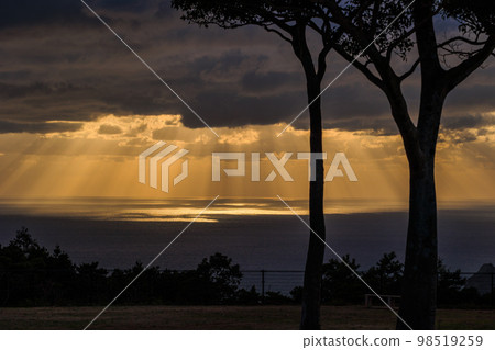 陣雨照亮的海上樹木和光蹟的輪廓 98519259