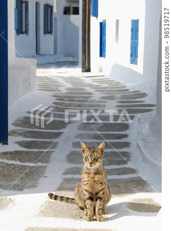 生活在希臘米科諾斯島的一隻貓 98519717