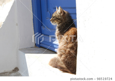 A cat living in Mykonos, Greece 98519724