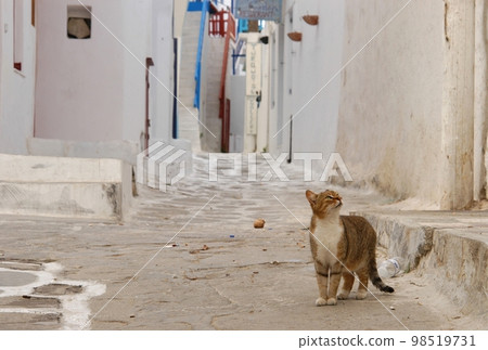 生活在希臘米科諾斯島的一隻貓 98519731