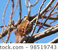 Close-up of a bee thrush 98519743