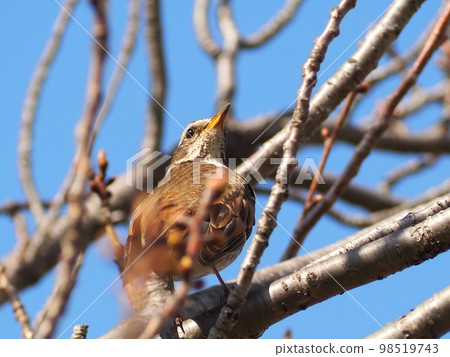 Close-up of a bee thrush 98519743