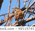 Close-up of a bee thrush 98519745