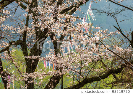 Ieyama, Kawane-machi, Shimada City, Shizuoka Prefecture Oigawa Railway and scenery along the line 98519750