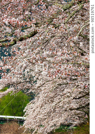 靜岡縣島田市河根町家山大井川鐵道及沿線風景 98519761