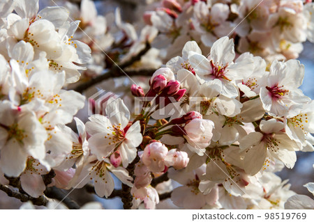 靜岡縣島田市河根町家山大井川鐵道及沿線風景 98519769