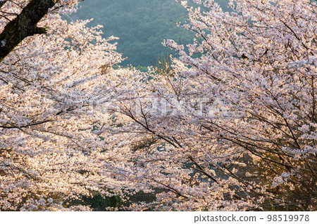 Ichinomiya, Mori-machi, Shuchi-gun, Shizuoka Prefecture Okuni Shrine and its precincts Ichinomiya, Mori-machi, Shuchi-gun, Shizuoka Prefecture Okuni Shrine and its precincts 98519978