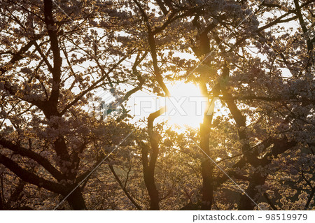 Ichinomiya, Mori-machi, Shuchi-gun, Shizuoka Prefecture Okuni Shrine and its precincts 98519979