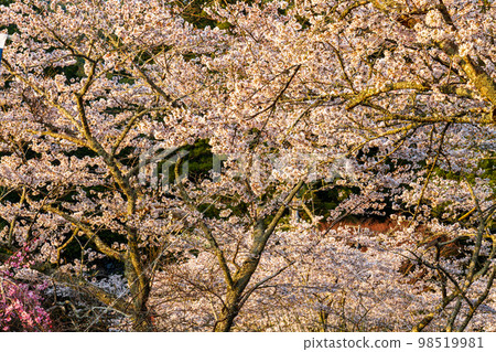 Ichinomiya, Mori-machi, Shuchi-gun, Shizuoka Prefecture Okuni Shrine and its precincts Ichinomiya, Mori-machi, Shuchi-gun, Shizuoka Prefecture Okuni Shrine and its precincts 98519981
