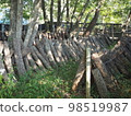 Wood shiitake mushroom cultivation 98519987