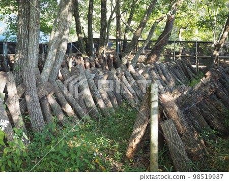 Wood shiitake mushroom cultivation 98519987