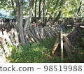 Wood shiitake mushroom cultivation 98519988