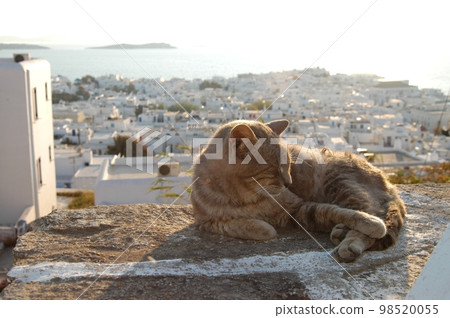 A cat living in Mykonos, Greece 98520055