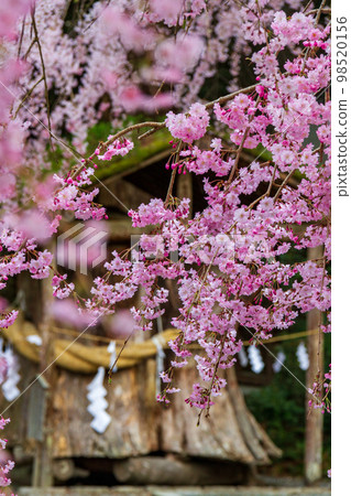Ichinomiya, Mori-machi, Shuchi-gun, Shizuoka Prefecture Oguni Shrine and its precincts Ichinomiya, Mori-machi, Shuchi-gun, Shizuoka Prefecture Oguni Shrine and its precincts 98520156