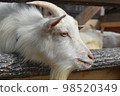 zoo goat up 98520349
