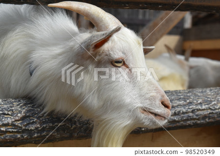 zoo goat up 98520349