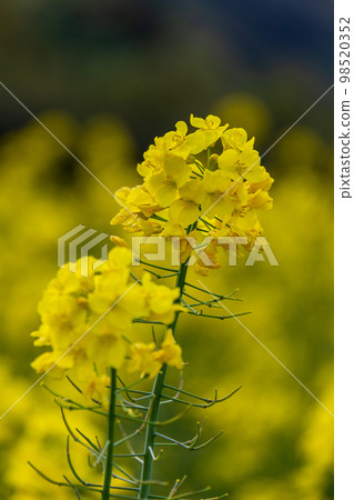 Iwai, Iwata City, Shizuoka Prefecture The scenery around the canola flowers and Okegaya Marsh Iwai, Iwata City, Shizuoka Prefecture The scenery around the canola flowers and Okegaya Marsh 98520352