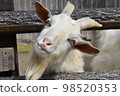 zoo goat up 98520353