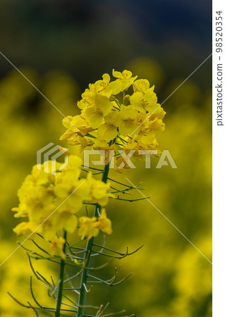 Iwai, Iwata City, Shizuoka Prefecture The scenery around the canola flowers and Okegaya Marsh 98520354