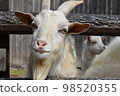 zoo goat up 98520355