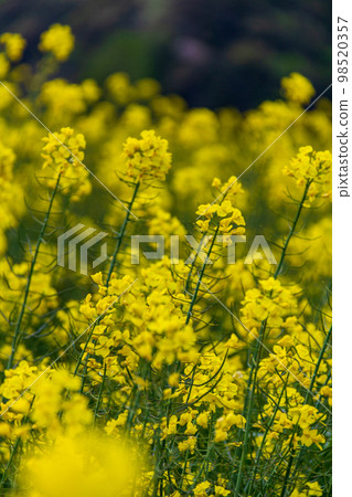 Iwai, Iwata City, Shizuoka Prefecture The scenery around the canola flowers and Okegaya Marsh 98520357