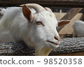 zoo goat up 98520358