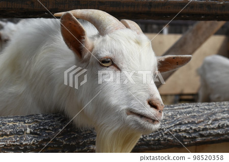 zoo goat up 98520358