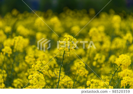 Iwai, Iwata City, Shizuoka Prefecture The scenery around the canola flowers and Okegaya Marsh 98520359