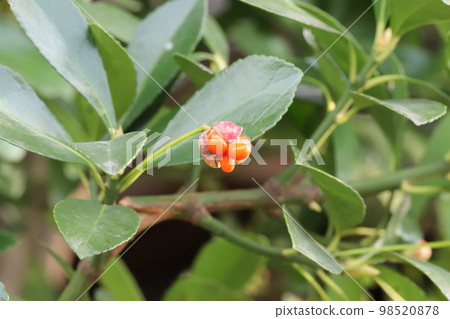 日本冬季花園中的 masaki 紅漿果 98520878