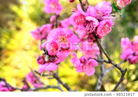 Plum blossom  98521617