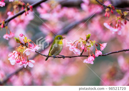 Kawazu cherry blossoms in full bloom heralding the arrival of spring and cute Japanese white-eye 98521720