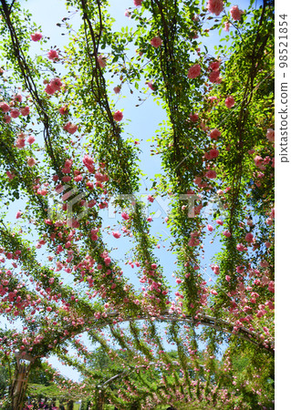 Kagoshima Prefecture, Kanoya Rose Garden Rose Arch Kagoshima Prefecture, Kanoya Rose Garden Rose Arch 98521854