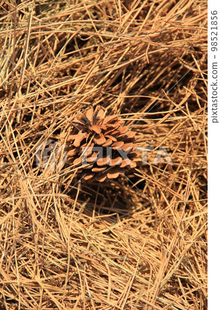 Pine cones and pine needles / countless fallen pine leaves Pine cones and pine needles / countless fallen pine leaves 98521856