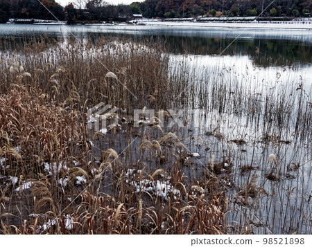 溜池的冬天風景 溜池的冬天風景 98521898