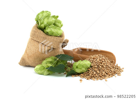 Hops cones spilling from a hessian bag and wheat 98522205