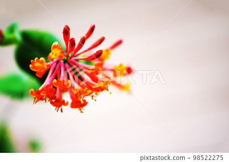 Tsukinuki Mandala (Trumpet Honeysuckle) 98522275